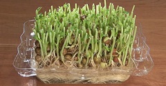 親子クラブ