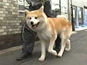 こまち こまち