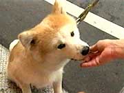 こまち こまち