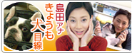 島田アナの「きょうも犬目線」