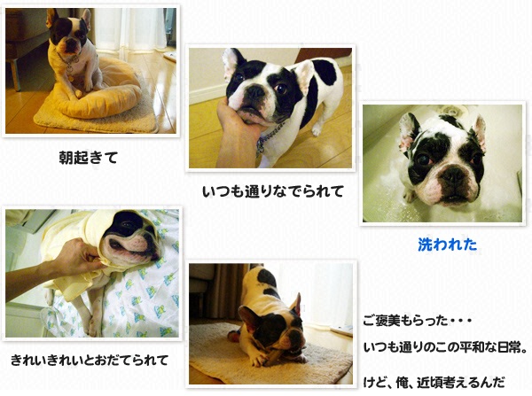 “俺”の旅～ウリ坊（フレンチドッグ♂７才半）と島田彩夏のレゾンデートルを求めて～