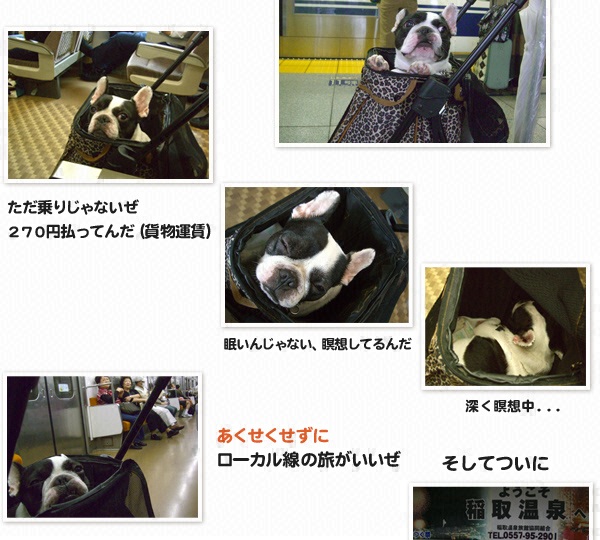 “俺”の旅～ウリ坊（フレンチドッグ♂７才半）と島田彩夏のレゾンデートルを求めて～