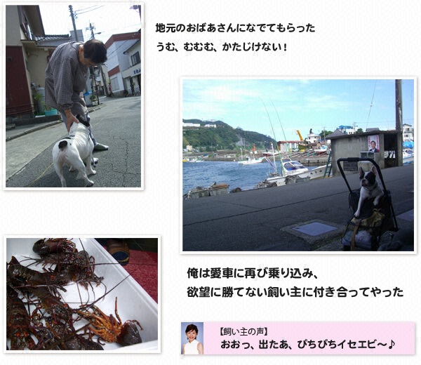 “俺”の旅～ウリ坊（フレンチドッグ♂７才半）と島田彩夏のレゾンデートルを求めて～