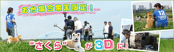 西山アナの「お台場合衆国限定！“さくら”が３Ｄに！」