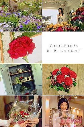 COLOR FILE 56 カーネーションレッド COLOR FILE 56 カーネーションレッド