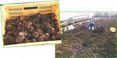 �����̗��F��t�����X�s