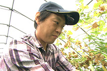 野菜を摘む石井さん