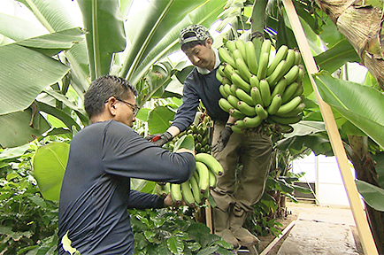 無農薬栽培バナナ