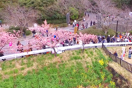 頼朝桜＆竹灯篭まつり