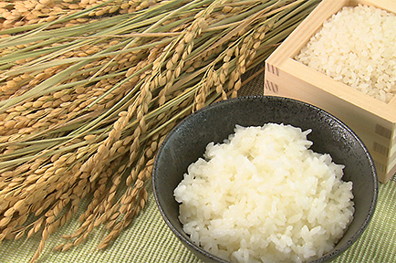 新品種米“粒すけ”