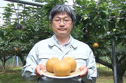 梨の新品種「秋満月」誕生！