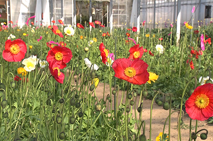 花摘みで春を先取り！