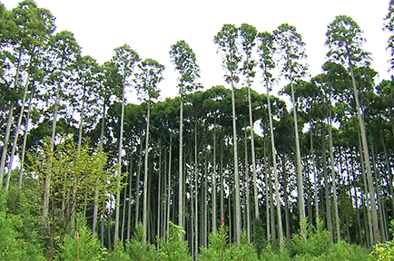 千葉の銘木！山武杉