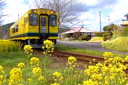 春の絶景を楽しむ！いすみ鉄道