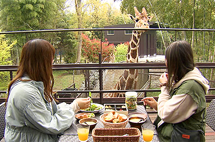 竹林と動物に囲まれた宿泊施設