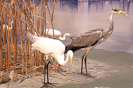 鳥専門の博物館
