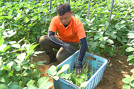 西船橋産ブランド枝豆