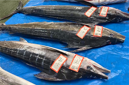 今が旬！勝浦釣り寒マカジキ