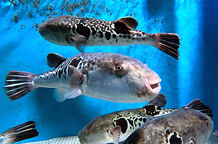 いすみの新名物！天然トラフグ