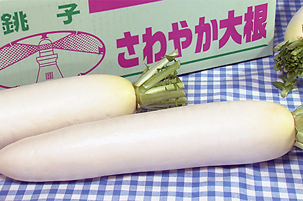 今が旬！トンネル栽培の大根