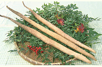 冬の味覚！しろいの自然薯