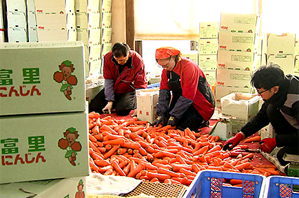 甘味が強い！富里にんじん