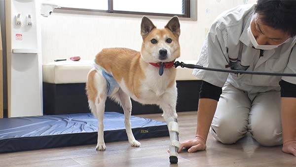 坂上どうぶつ王国 放送200回SP！忘れられない思い出は？犬猫達に新たな家族を