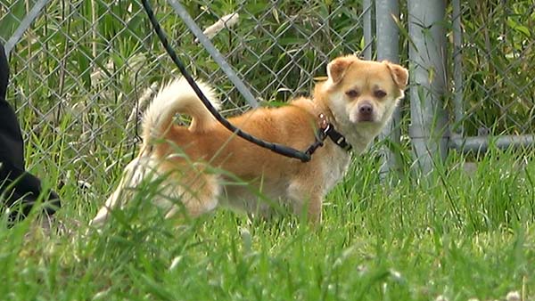 坂上どうぶつ王国 さかがみ家の訳あり新入りワンコ2匹に密着▼どうぶつ常識クイズ