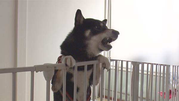 天使の代理人 バックナンバー一覧 - フジテレビ