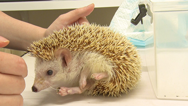 こんな感じでどうですか - フジテレビ