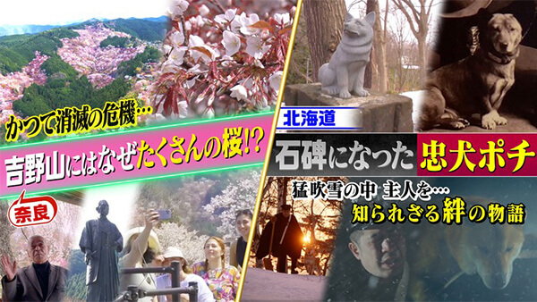 世界の何だコレ！？ミステリーSP▼吉野山になぜたくさんの桜？／北海道・忠犬ポチ