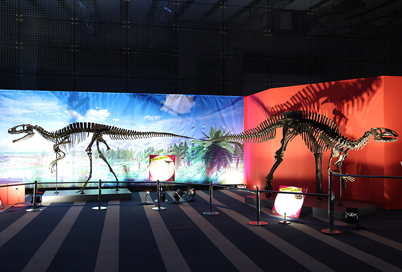 福井県で発掘されたフクイラプトルとフクイサウルスの化石も展示