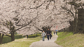 桜並木を歩く、恵良と和恵