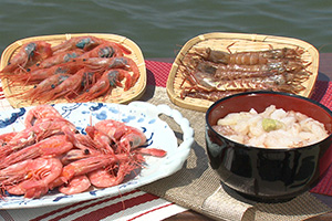 三国の甘えびとガサエビ