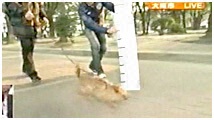 2011N 傤̂񂱑 ʐ^2