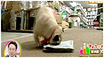 2012N 傤̂񂱑 ʐ^2