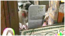 2012N 傤̂񂱑 ʐ^3