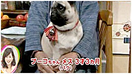 2012N 傤̂񂱑 ʐ^