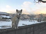 チャチャ丸
