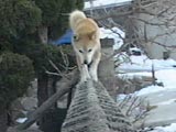 チャチャ丸
