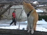 チャチャ丸