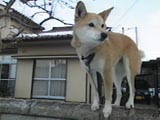 チャチャ丸