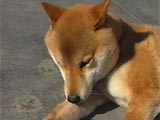 Вj