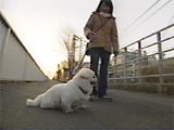 pv