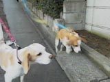 銀