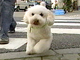トト 写真2