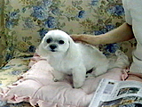 レモン 写真2