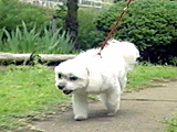 レモン 写真3