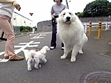 レモン 写真4