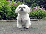 レモン 写真5